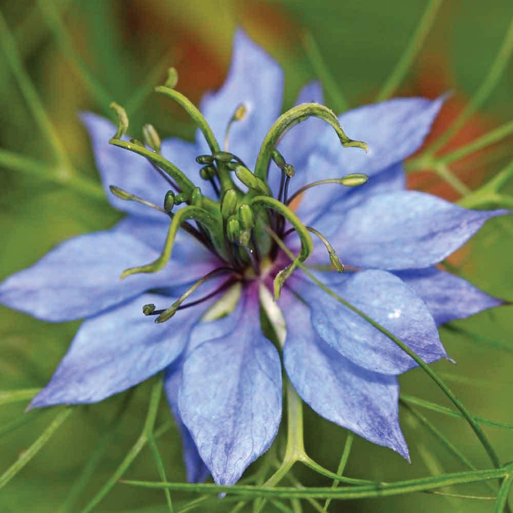 Orku 5L Pure Black Seed Oil Cold Pressed 100% Ethiopian Nigella Sativa